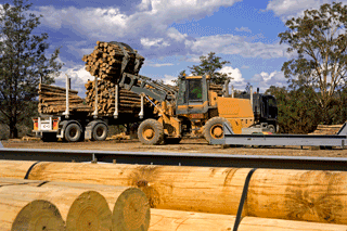 Govt Acts On Timber Shortage